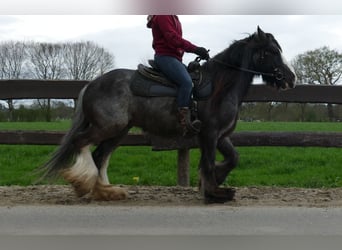 Tinkerhäst, Valack, 5 år, 136 cm, Svart