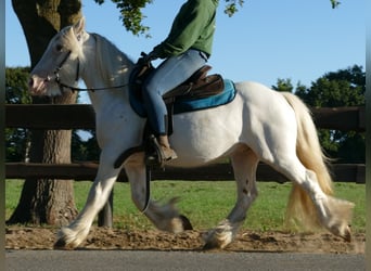Tinkerhäst, Valack, 5 år, 138 cm, Grå
