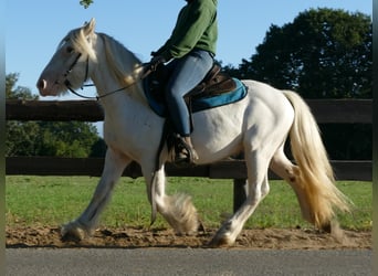 Tinkerhäst, Valack, 5 år, 138 cm, Grå