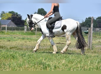 Tinkerhäst, Valack, 5 år, 138 cm, Tobiano-skäck-alla-färger
