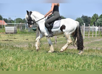 Tinkerhäst, Valack, 5 år, 138 cm, Tobiano-skäck-alla-färger