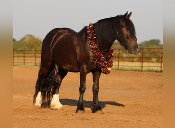 Tinkerhäst Blandning, Valack, 5 år, 140 cm, Svart