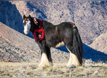 Tinkerhäst, Valack, 5 år, 140 cm, Svart