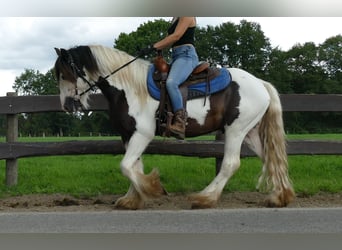 Tinkerhäst, Valack, 5 år, 142 cm, Pinto