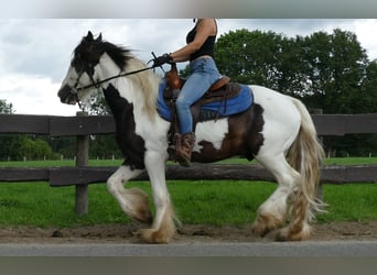 Tinkerhäst, Valack, 5 år, 142 cm, Pinto