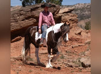 Tinkerhäst, Valack, 5 år, 142 cm, Svart