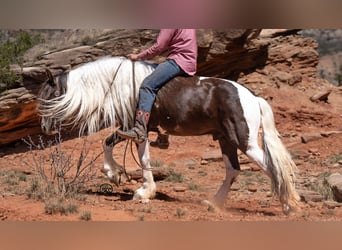 Tinkerhäst, Valack, 5 år, 142 cm, Svart