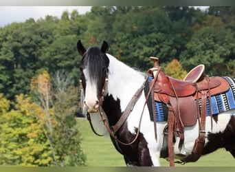 Tinkerhäst, Valack, 5 år, 142 cm, Tobiano-skäck-alla-färger