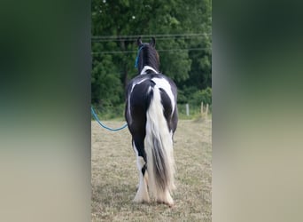 Tinkerhäst, Valack, 5 år, 145 cm