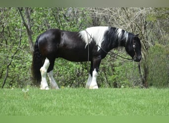 Tinkerhäst, Valack, 5 år, 145 cm, Tobiano-skäck-alla-färger