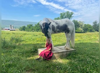 Tinkerhäst, Valack, 5 år, 147 cm, Pinto