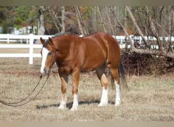 Tinkerhäst, Valack, 5 år, 150 cm, Fux