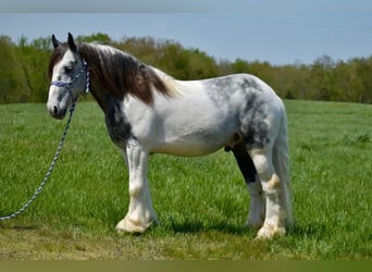 Tinkerhäst, Valack, 5 år, 150 cm, Gråskimmel