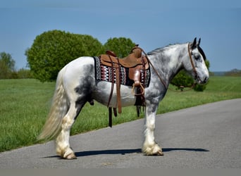 Tinkerhäst, Valack, 5 år, 150 cm, Gråskimmel