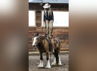 Tinkerhäst, Valack, 5 år, 150 cm, Gulbrun