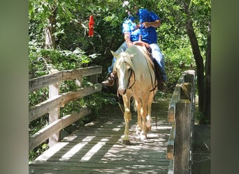 Tinkerhäst Blandning, Valack, 5 år, 150 cm, Palomino