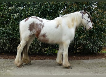 Tinkerhäst, Valack, 5 år, 150 cm, Pinto