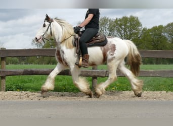 Tinkerhäst, Valack, 5 år, 150 cm, Pinto