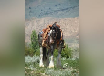 Tinkerhäst, Valack, 5 år, 150 cm, Svart