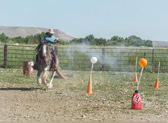 Tinkerhäst, Valack, 5 år, 150 cm, Svart