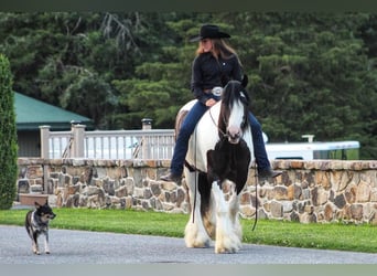 Tinkerhäst, Valack, 5 år, 157 cm