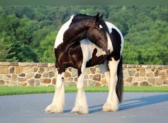 Tinkerhäst, Valack, 5 år, 157 cm