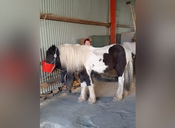 Tinkerhäst, Valack, 5 år, 162 cm, Pinto