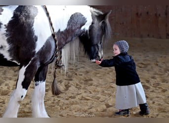 Tinkerhäst, Valack, 5 år, Tobiano-skäck-alla-färger