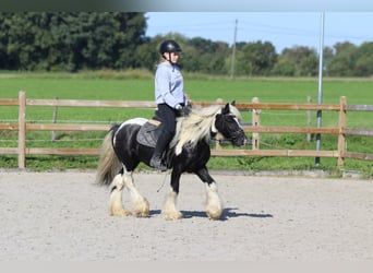 Tinkerhäst, Valack, 6 år, 131 cm, Pinto