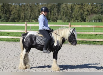 Tinkerhäst, Valack, 6 år, 131 cm, Pinto