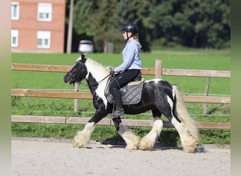 Tinkerhäst, Valack, 6 år, 131 cm, Pinto