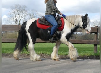 Tinkerhäst, Valack, 6 år, 132 cm, Pinto