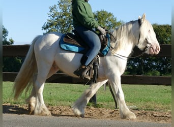 Tinkerhäst, Valack, 6 år, 138 cm, Grå