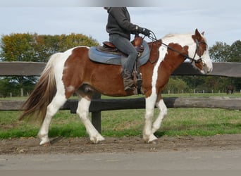 Tinker Blandning, Wallach, 6 Jahre, 138 cm, Schecke