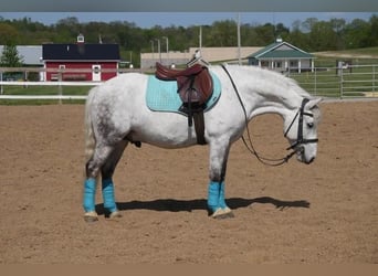 Tinkerhäst Blandning, Valack, 6 år, 140 cm, Grå