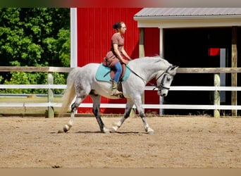 Tinkerhäst Blandning, Valack, 6 år, 140 cm, Grå