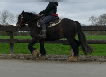 Tinkerhäst, Valack, 6 år, 141 cm, Mörkbrun