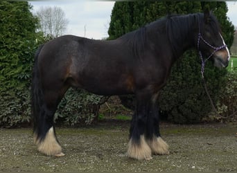 Tinkerhäst, Valack, 6 år, 141 cm, Mörkbrun