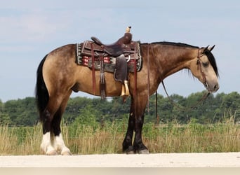Tinkerhäst Blandning, Valack, 6 år, 142 cm, Gulbrun