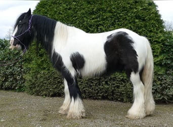 Tinkerhäst, Valack, 6 år, 142 cm, Pinto