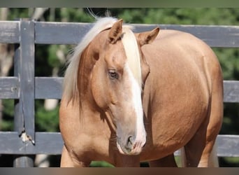 Tinkerhäst Blandning, Valack, 6 år, 145 cm, Palomino