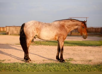 Tinkerhäst, Valack, 6 år, 150 cm, Brunskimmel