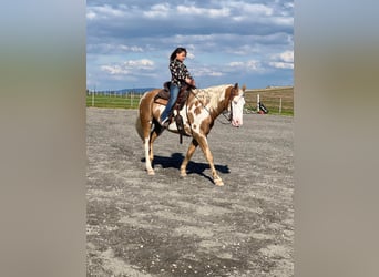 Tinkerhäst, Valack, 6 år, 150 cm, Palomino