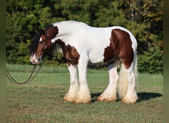 Tinkerhäst, Valack, 6 år, 152 cm, Brun