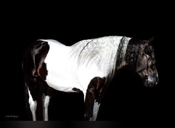 Tinkerhäst Blandning, Valack, 6 år, 155 cm, Pinto