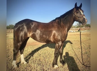 Tinkerhäst, Valack, 6 år, 155 cm, Svart