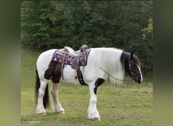 Tinkerhäst, Valack, 6 år, Tobiano-skäck-alla-färger