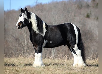 Tinkerhäst, Valack, 6 år, Tobiano-skäck-alla-färger