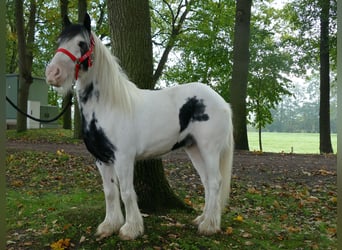 Tinkerhäst, Valack, 7 år, 127 cm, Pinto