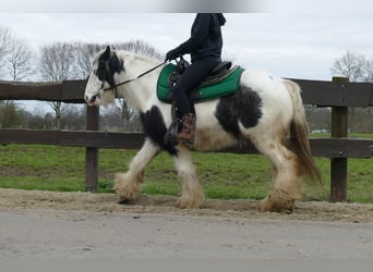 Tinkerhäst, Valack, 7 år, 131 cm, Pinto